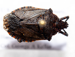 Brochymena carolinensis