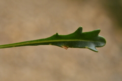 Brassica repanda repanda