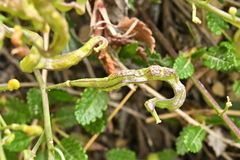 Brassica repanda repanda