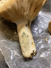 Russula compacta