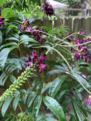 Wisteria frutescens