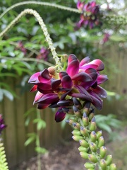 Wisteria frutescens