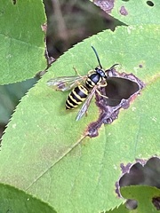 Vespula maculifrons