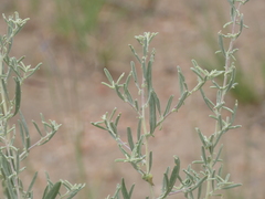 Atriplex canescens