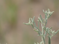 Atriplex canescens