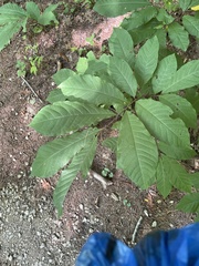 Asimina triloba