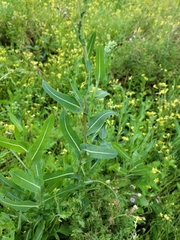 Lactuca serriola