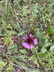 Gaillardia aestivalis winkleri