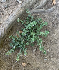 Clinopodium nepeta