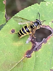 Vespula maculifrons