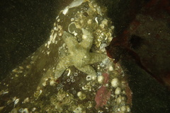 Evasterias troschelii