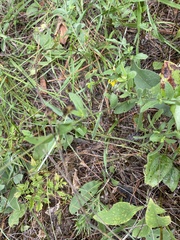 Gaillardia aestivalis winkleri