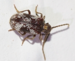 Dignomus