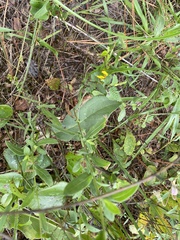 Gaillardia aestivalis winkleri