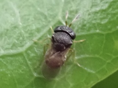 Scelionidae