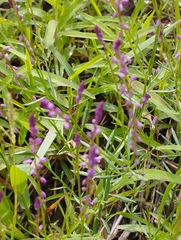 Polygala glochidiata
