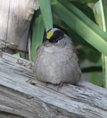 Zonotrichia atricapilla