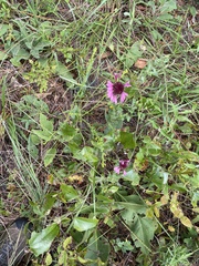 Gaillardia aestivalis winkleri