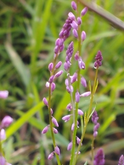 Polygala glochidiata