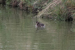 Tachybaptus ruficollis
