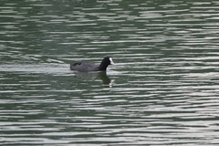 Fulica atra