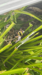 Argiope aurantia