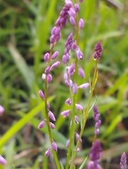 Polygala glochidiata