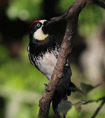 Melanerpes formicivorus