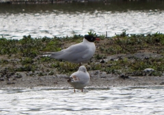 Ichthyaetus melanocephalus