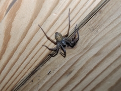 Eratigena atrica