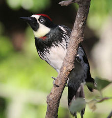 Melanerpes formicivorus
