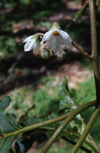 Solanum incompletum observed 2012-01-30