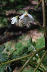 Solanum incompletum