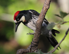 Melanerpes formicivorus