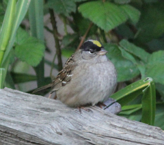 Zonotrichia atricapilla