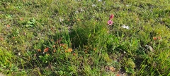 Monsonia speciosa
