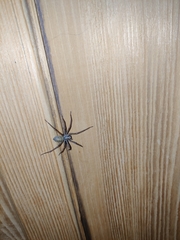 Eratigena atrica