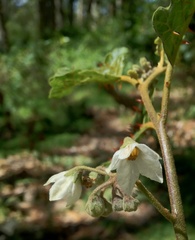 Solanum incompletum