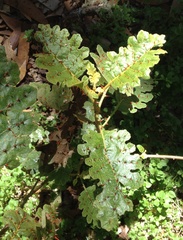 Solanum incompletum