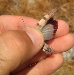Oedipoda caerulescens sardeti