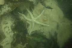 Evasterias troschelii