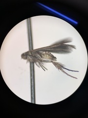 Alucitoidea
