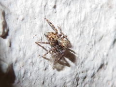 Pseudeuophrys lanigera