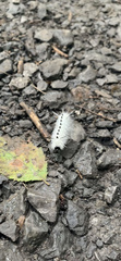 Lophocampa caryae