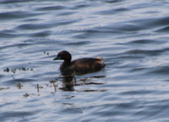 Tachybaptus ruficollis
