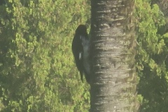 Melanerpes formicivorus