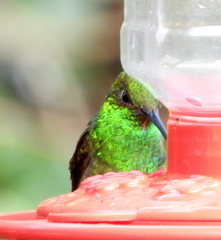 Saucerottia beryllina