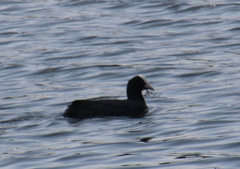 Fulica atra