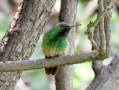 Saucerottia beryllina