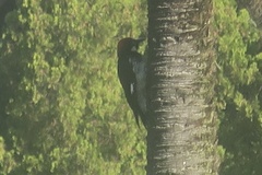 Melanerpes formicivorus
